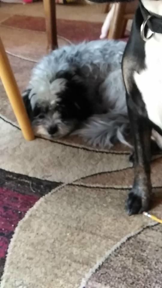 Readers pet photos